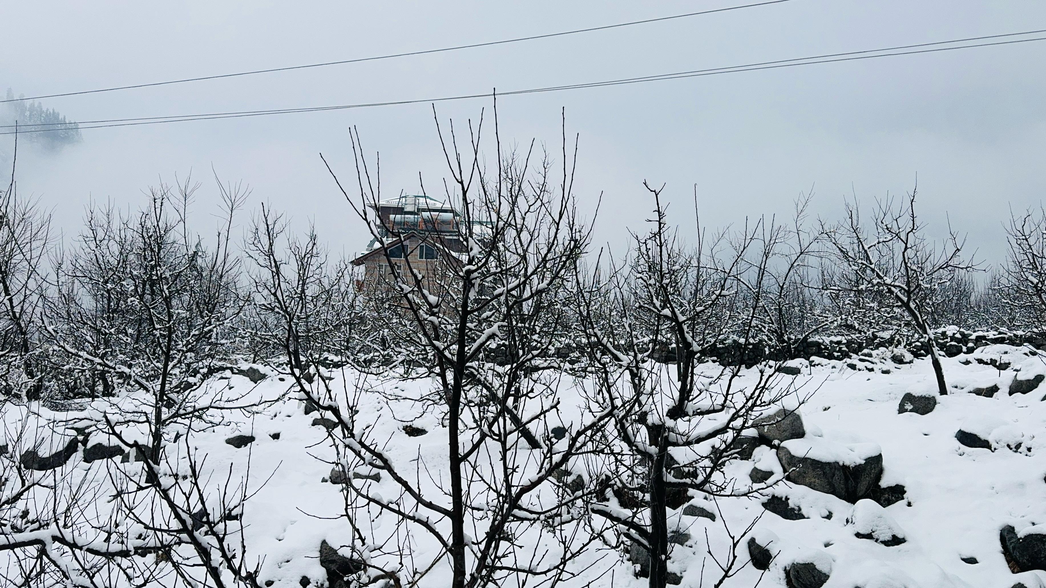 Himachal apple cultivation