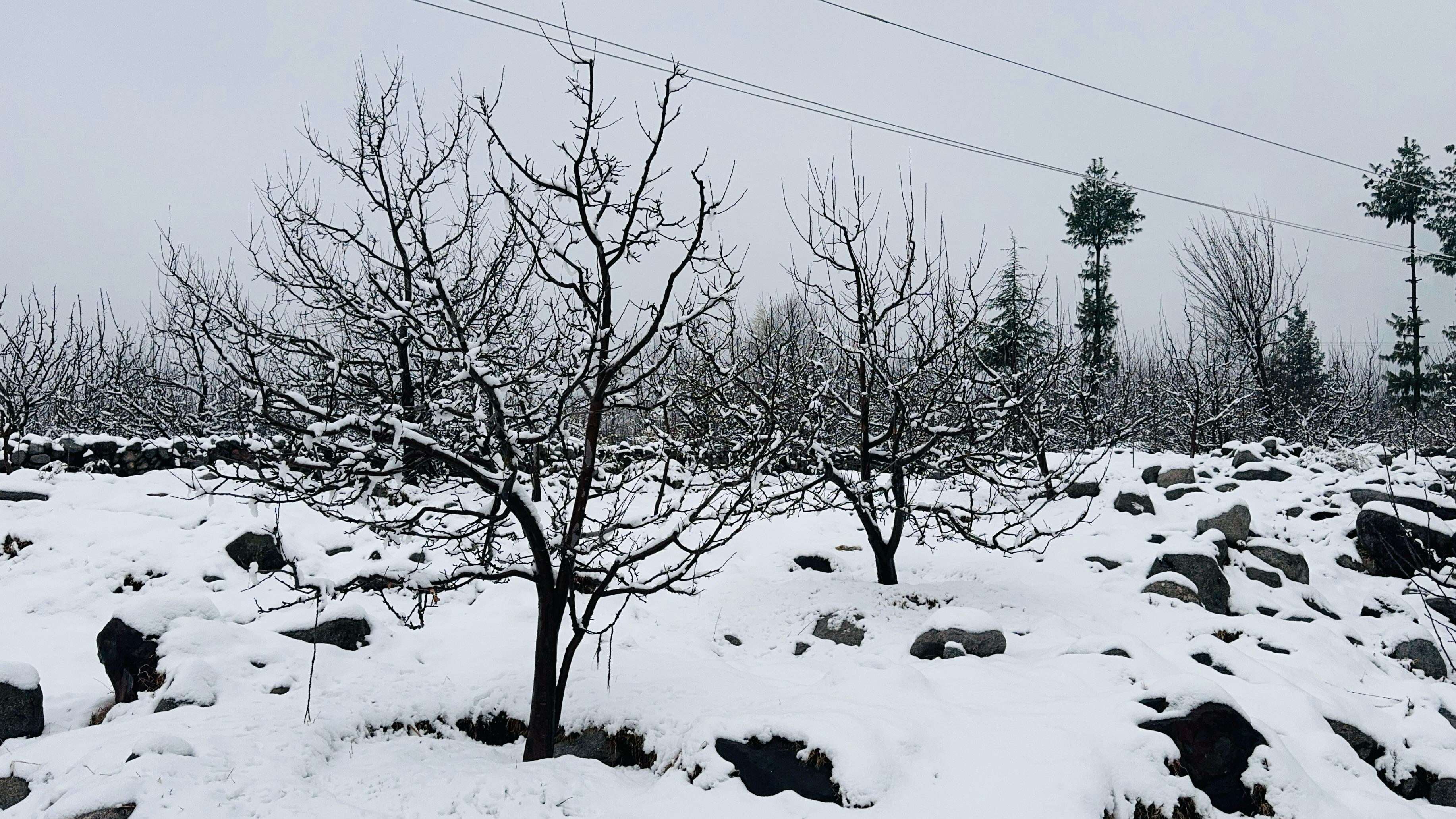 Himachal apple cultivation