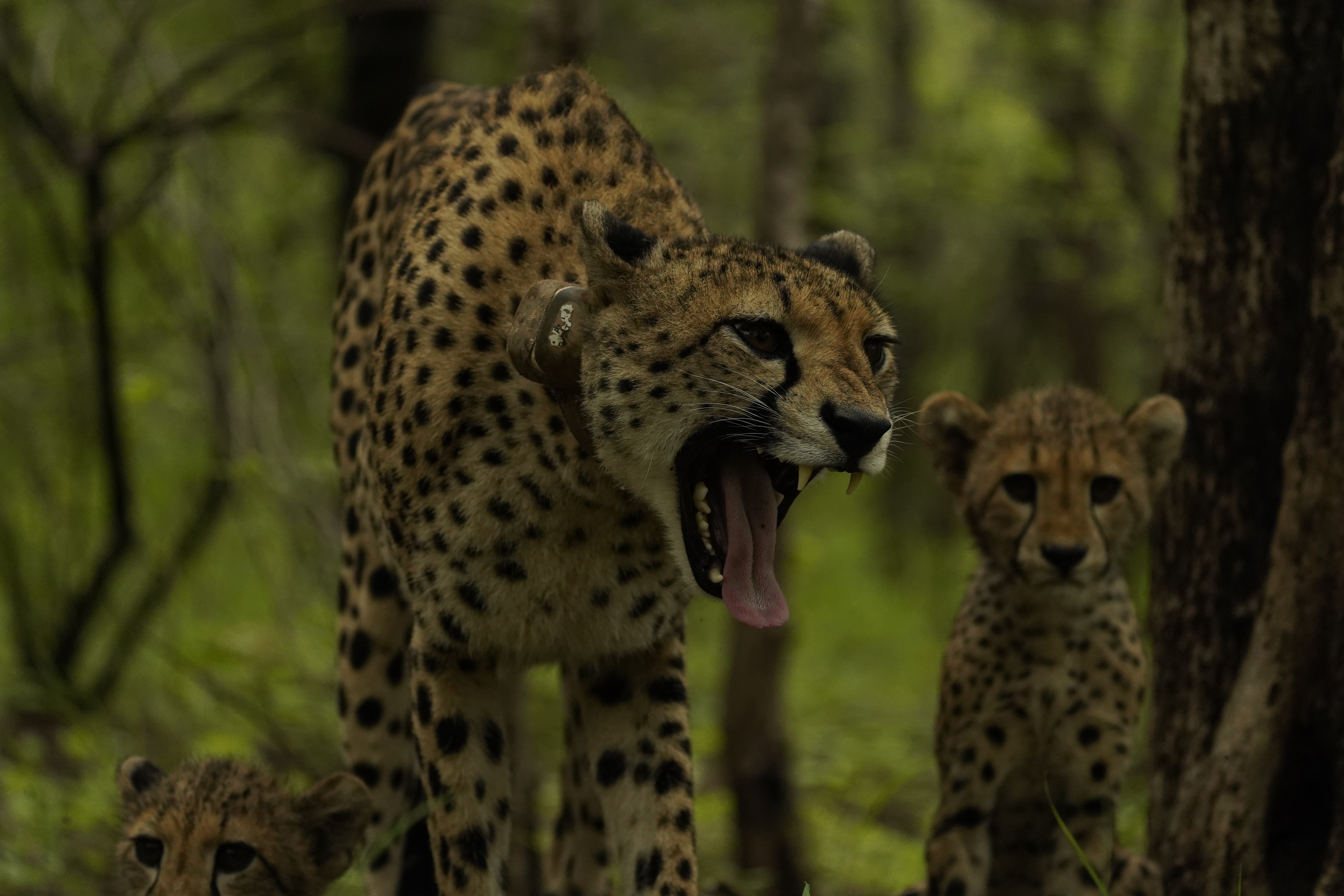 5 CHEETAHS RELEASED IN OPEN FOREST