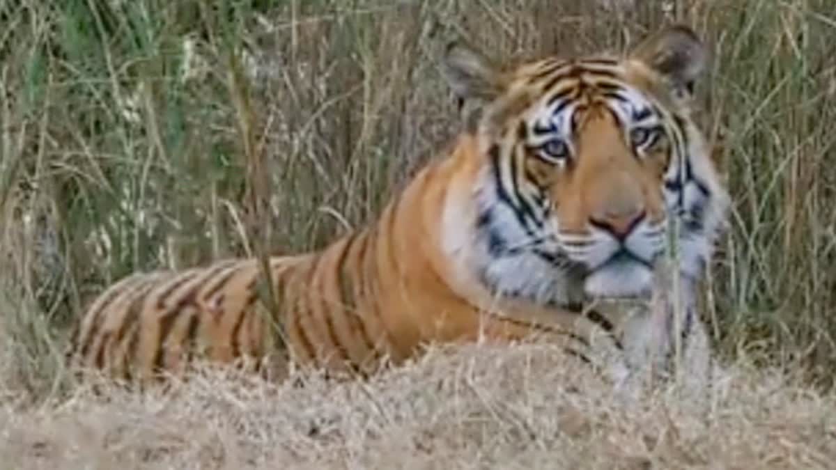 Tiger Nauradehi Sanctuary MP