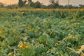 Sunflower Farmers