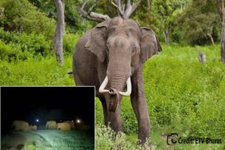 Elephant terror in Balasore