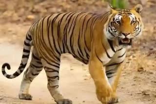 tiger kannur  fear of tiger  forest department  tiger hunt