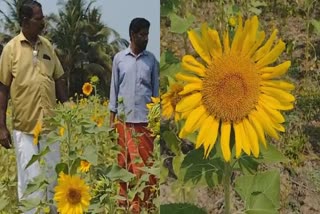 C PRAKASHAN AND T PRAKASHAN  SUNFLOWER FARMING  KANNUR KANNAPURAM  AGRICULTURE