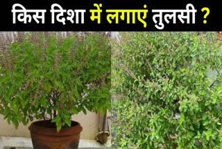 Tulsi Plant Right Direction