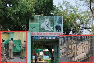 Jaya tigress brought to Maitri Bagh