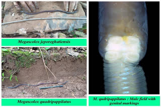 In a groundbreaking discovery, researchers from the Central University of Odisha (CUO), Koraput, in collaboration with scientists from Mahatma Gandhi University, Kottayam, Kerala, unearthed two previously unknown species of Megascolex earthworms from the Eastern Ghats of Odisha.