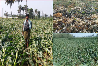 Unseasonal_Rain_Damage_Crops_in_AP