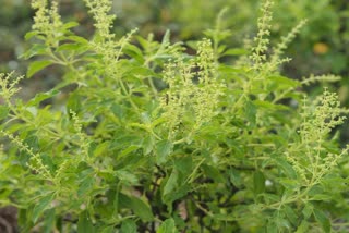 TULSI PLANT RIGHT DIRECTION AT HOM