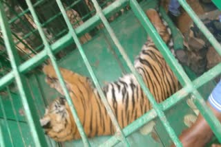 Kannur Kelakam Tiger caged  Two year old male tiger  Kannavam Forest Range Office  Neyyar