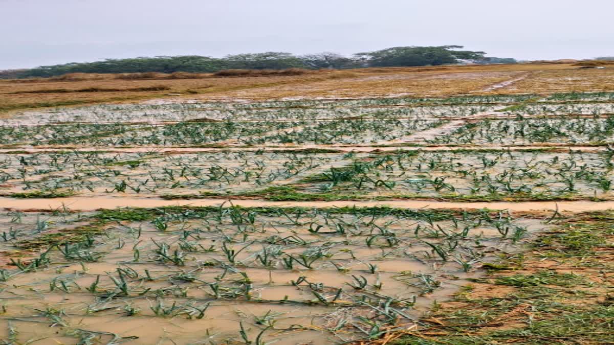 Agriculture Minister directed to assess crop damage and provide compensation due to hailstorm in Jharkhand