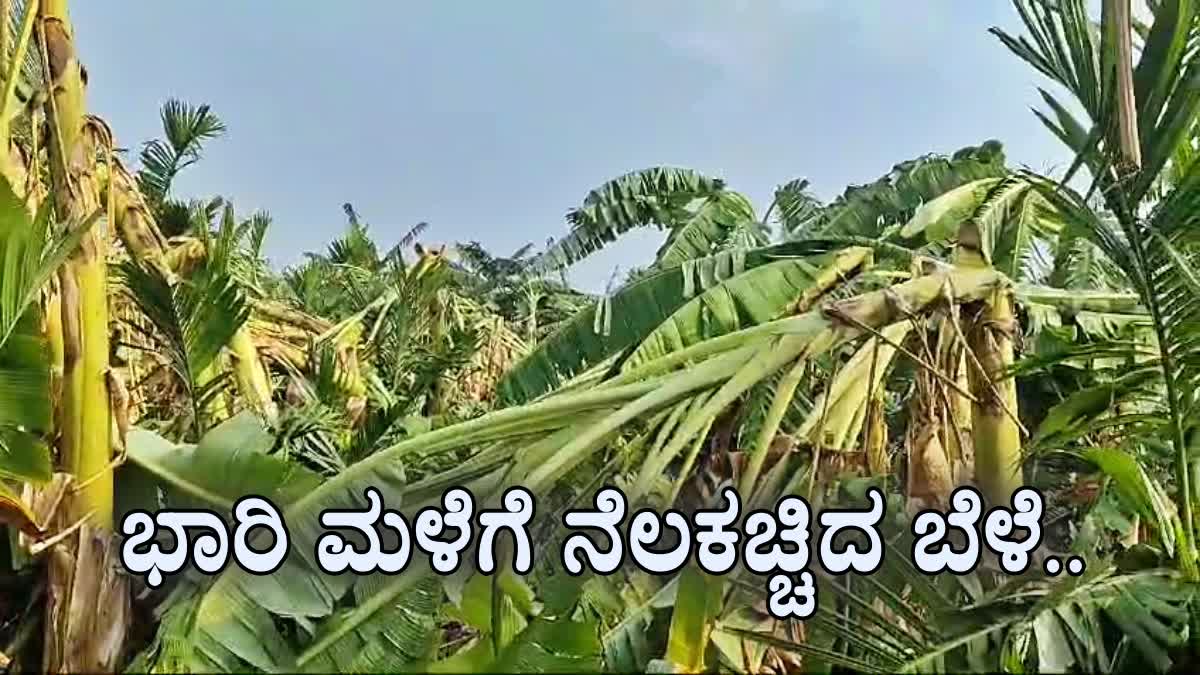crops-damage-due-to-heavy-rainfall-in-haveri