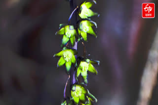 Behali Reserve Forest