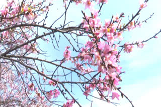 Srinagar: Tourists Must Add Badamwari Park To Their Must Visit Places Where Almond Trees Are In Full Bloom