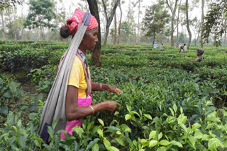 TEA TOURISM
