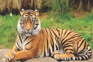 BANDHAVGARH SIDDHBABA TIGRESS