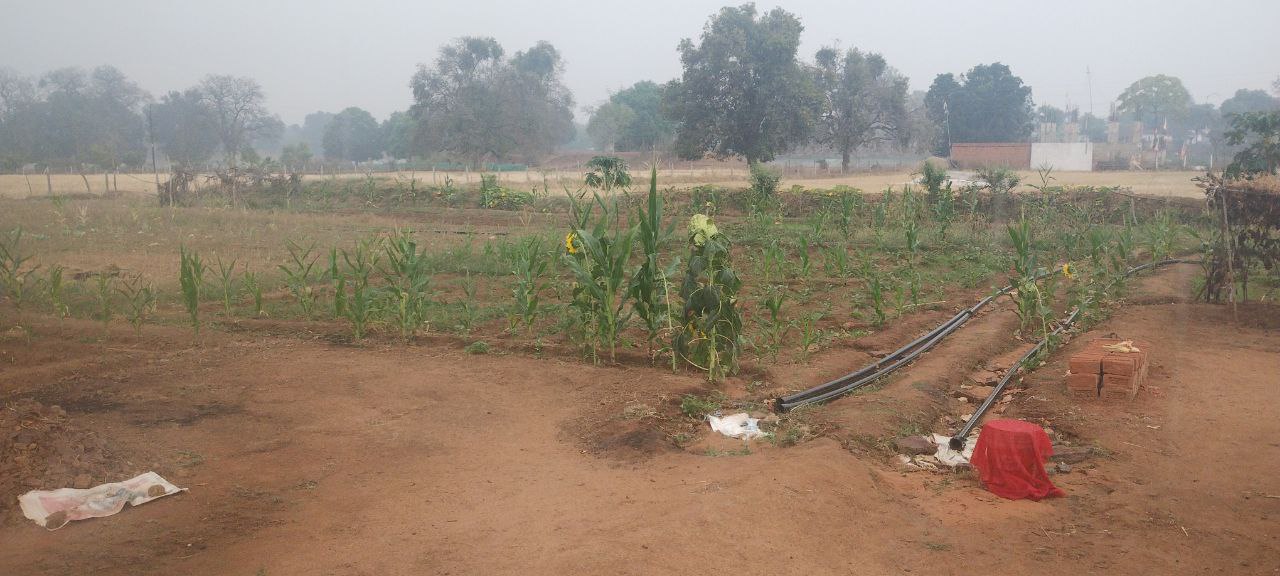 Shahdol farmers crops damaged