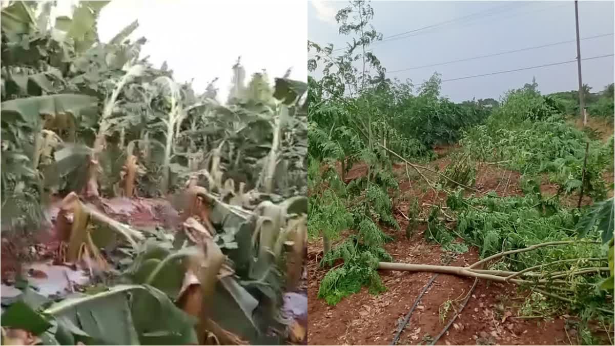 ಮಳೆಗೆ ಕೃಷಿ ಹಾನಿ