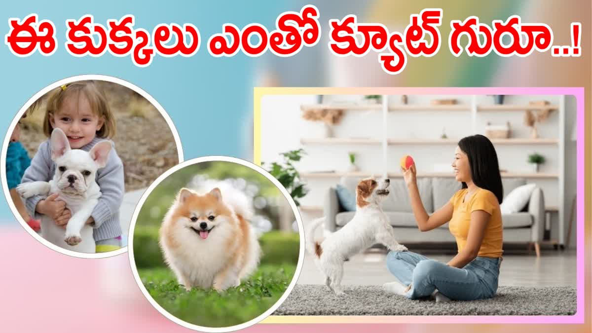 Best Small Dog Breeds