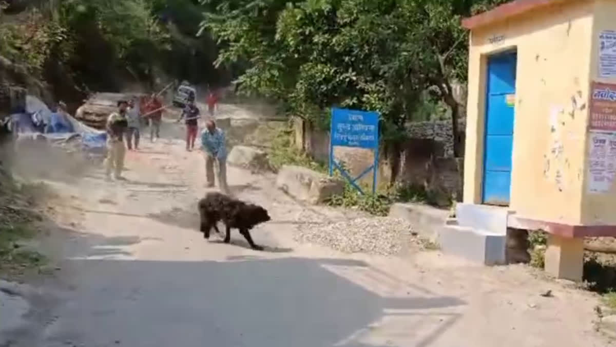 Dog Attacked on Several People in Srinagar