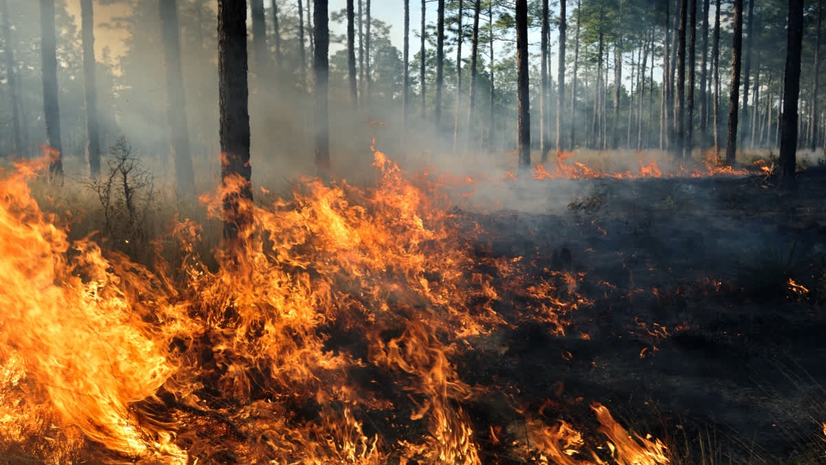 Simlipal Tiger Reserve (STR) in Odisha's Mayurbhanj district caught fire on Sunday. The state government has engaged disaster rapid action force personnel to douse the forest fires.