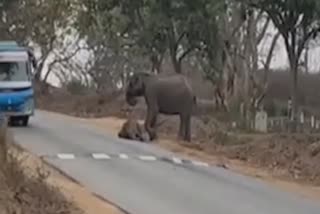 Mother Elephant Tearful Moment In Tamilnadu