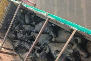 Singrauli police caught animal smuggling truck