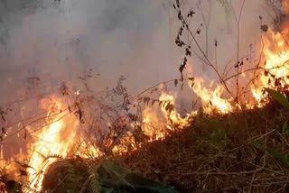 IDUKKI UPPUTHARA  PEPPER COFFEE CARDOM GINGER  FIRE FORCE  FOREST OFFICERS