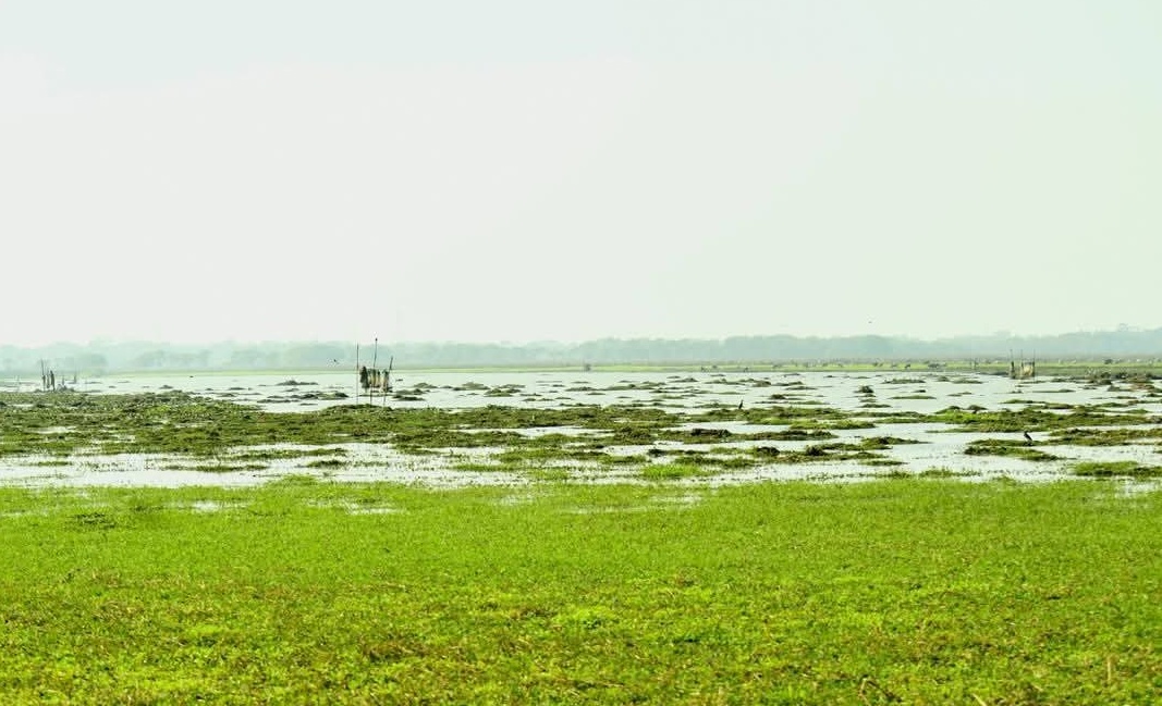 locals are trying to save the dying Deepor Beel