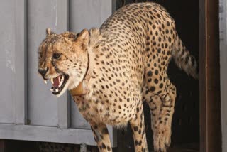 CHEETAHS SHIFTED FROM KUNO