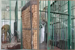 Siddharth Garden and Zoo Park has arranged cold water fountains and coolers for tigers