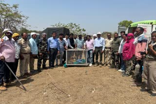 tiger cub rescue nagpur