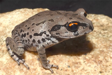Leptobrachium aryatium