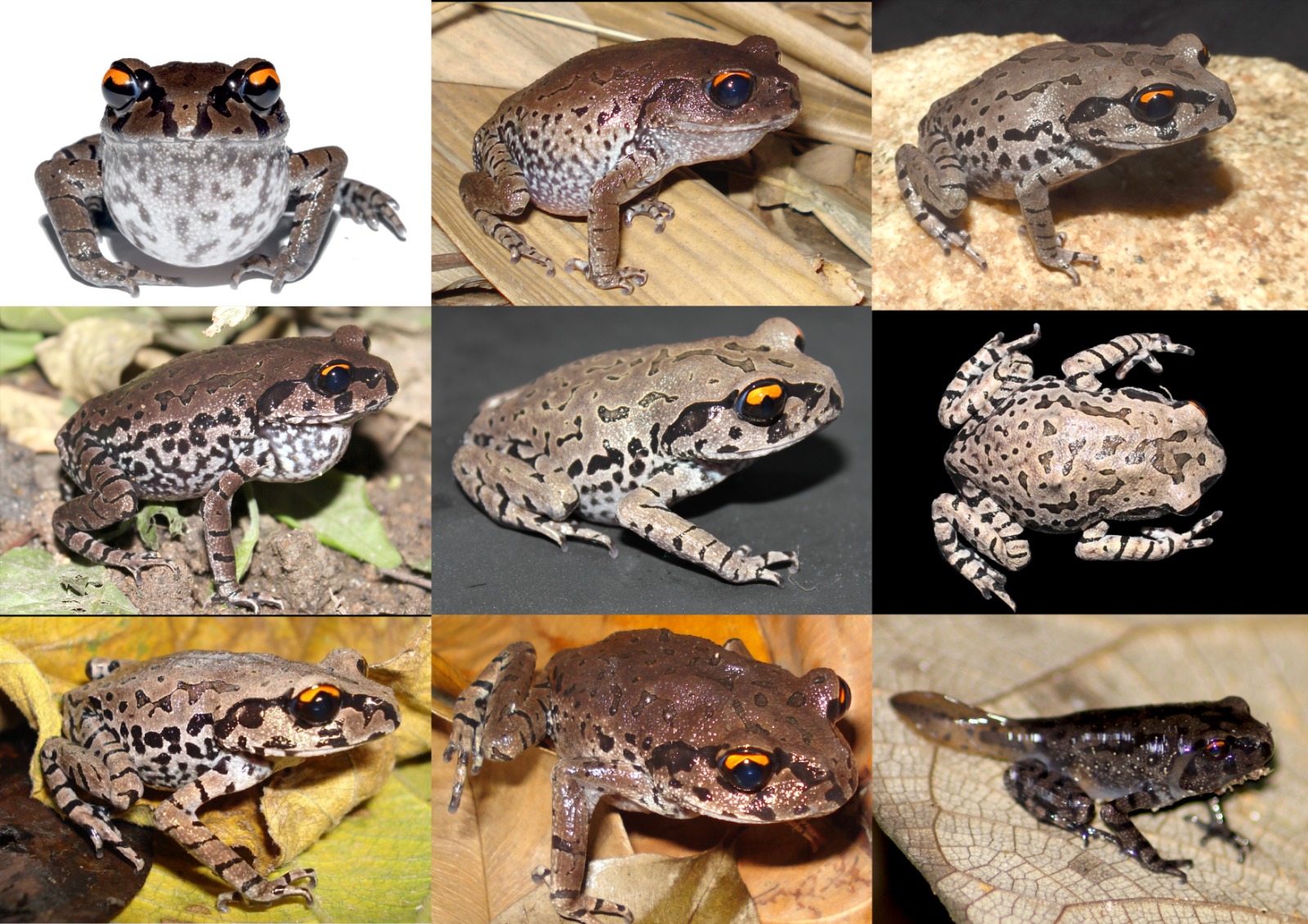 Leptobrachium aryatium
