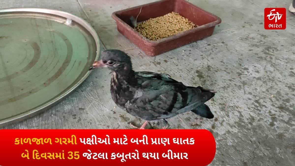 કબૂતરોની જીવદયા ચેરીટેબલ ટ્રસ્ટની અસ્થાઈ હોસ્પિટલમાં સારવાર