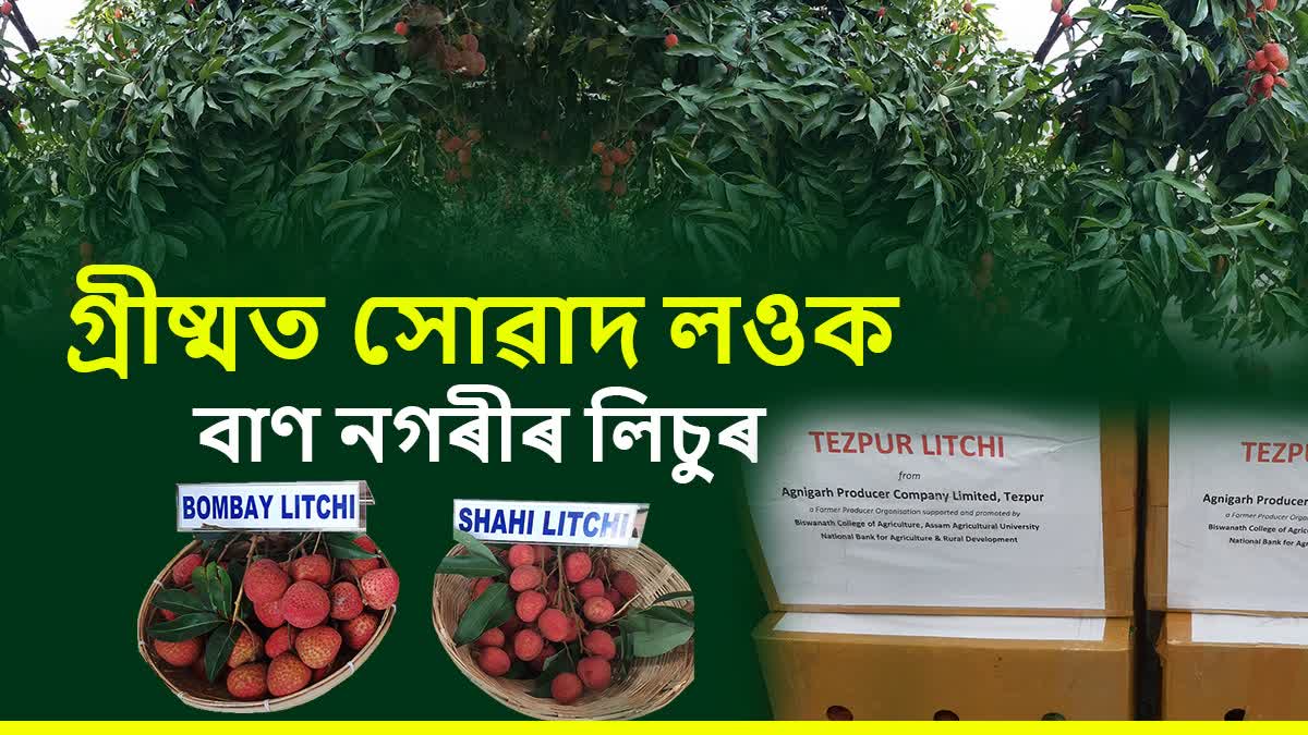 GI TAG FAMED LITCHI OF TEZPUR