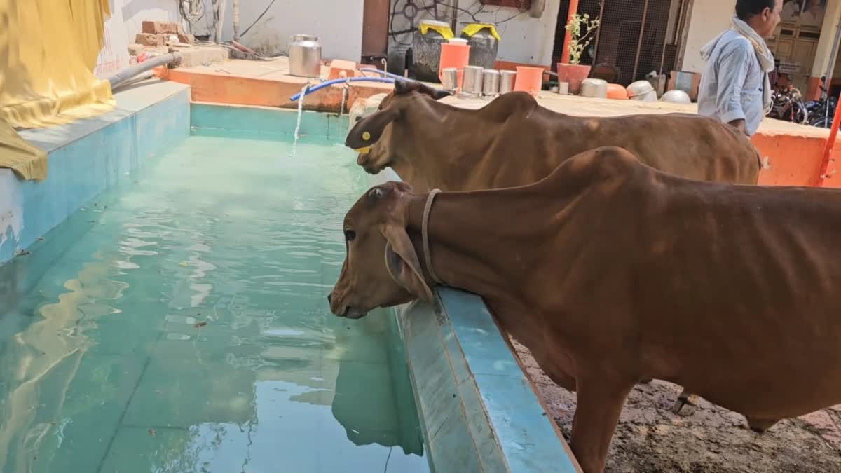 SPECIAL ARRANGEMENTS COWS IN SUMMER