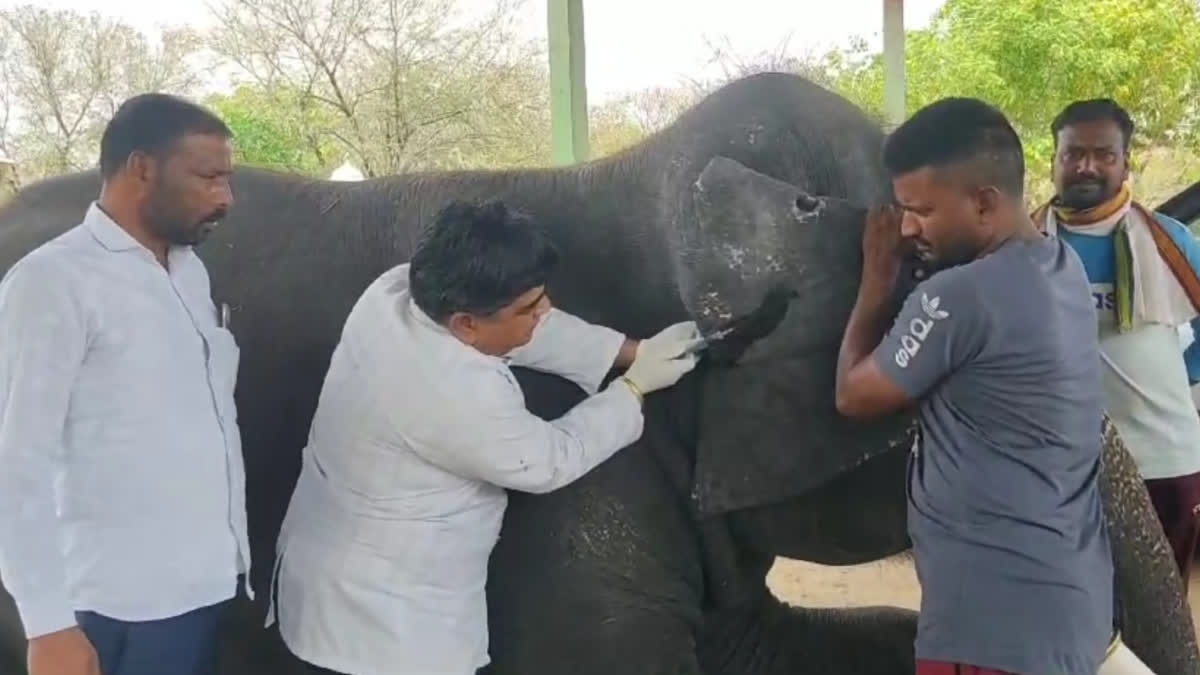 ELEPHANT MEDICAL CAMP in amer