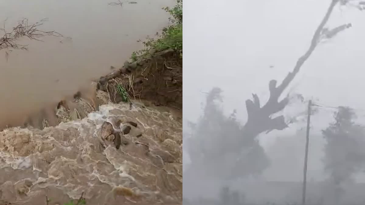 300-year-old-tree-fell-into-the-ground