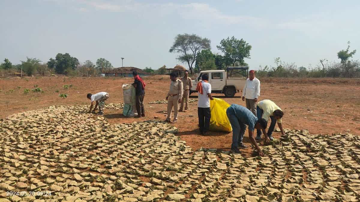 ETV Bharat Impact: Jharkhand Forest Department Takes Action on Illegal Trade of Beedi Leaves