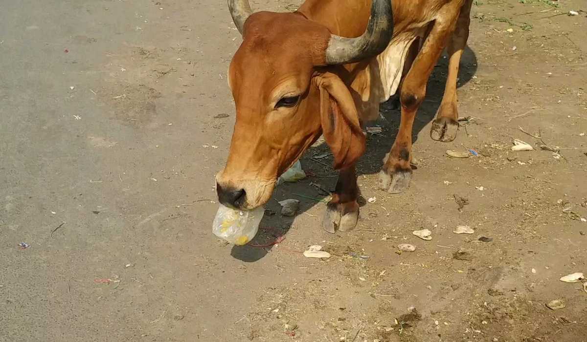 ગૌમાતાને નુકસાન થતું બચાવવાનો પ્રયાસ