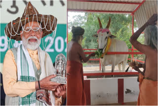 மோடி மற்றும் கோயிலில் நந்தி அவதார காளைக்கு பூஜை செய்யும் படம்