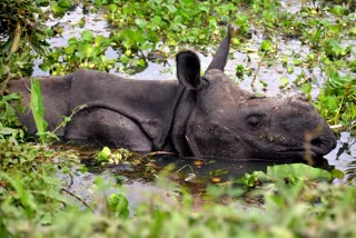 Assam Kaziranga National Park