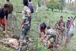 Forest department  Chamarajanagar  deer rescued  Bandipur Sanctuary