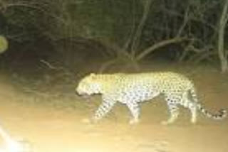 Wildlife entered in Bundi