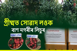 GI TAG FAMED LITCHI OF TEZPUR