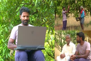 Software Employee Mango Organic Farming