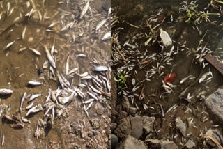 FISH DEATH PERIYAR  ERNAKULAM DISTRICT COLLECTOR  പെരിയാര്‍ മത്സ്യങ്ങൾ ചത്തു പൊങ്ങി  കളക്‌ടർ എൻഎസ് കെ ഉമേഷ്‌