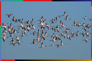 32 flamingos killed