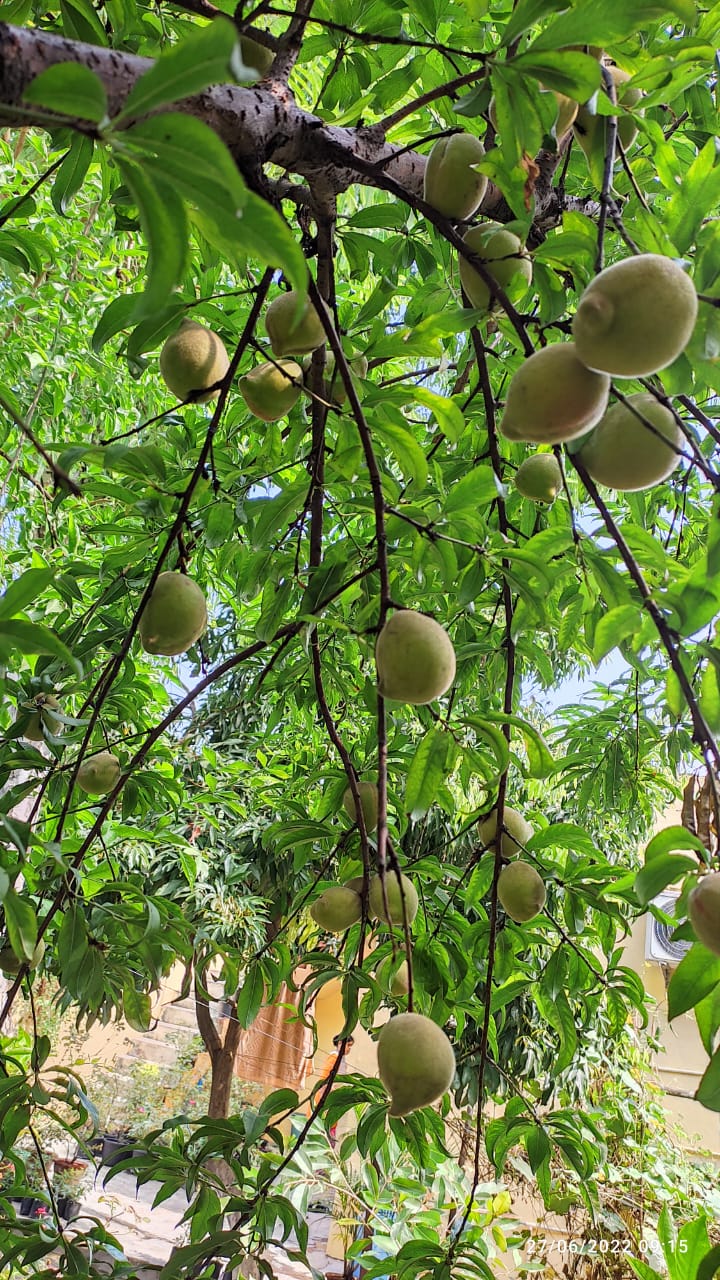 Himalayan fruits grown in Jabalpur